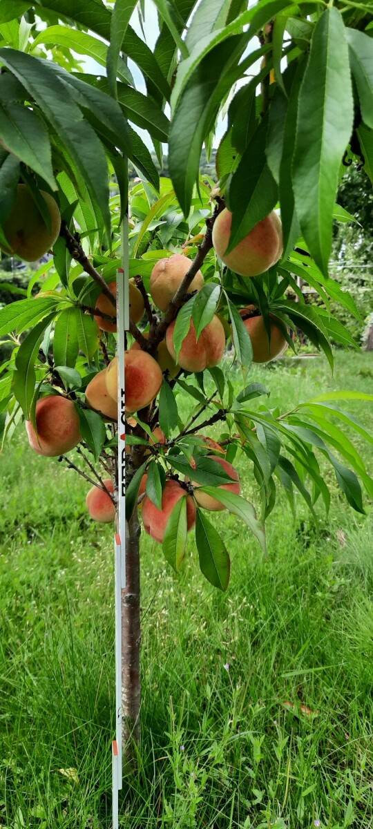Nahaufnahme der reifen Pfirsiche am Zwergbaum im Sommer 2025