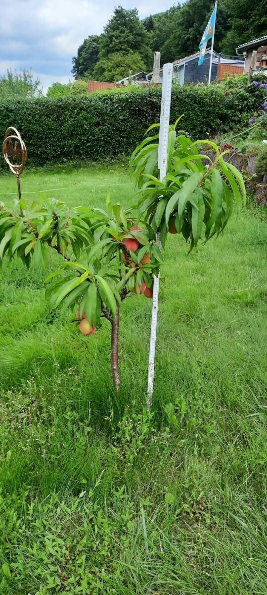Pfirsich-Zwergbaum, im Frühjahr 2024 gepflanzt, mit vielen reifen Früchten im Sommer 2025