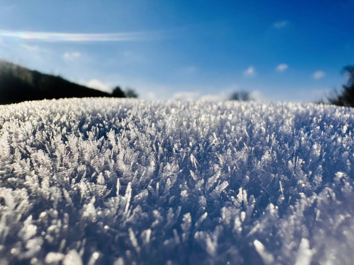 Schnee und Eis auf Gartenpflanzen Nahaufnahme von schneebedeckten und gefrorenen Pflanzen im Kleingärtnerverein Westerbusch