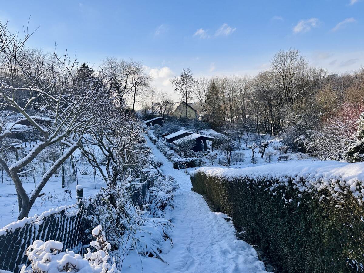 Verschneiter Gartenweg mit Hecken Winterlicher Weg zwischen Hecken und Gärten im Kleingärtnerverein Westerbusch
