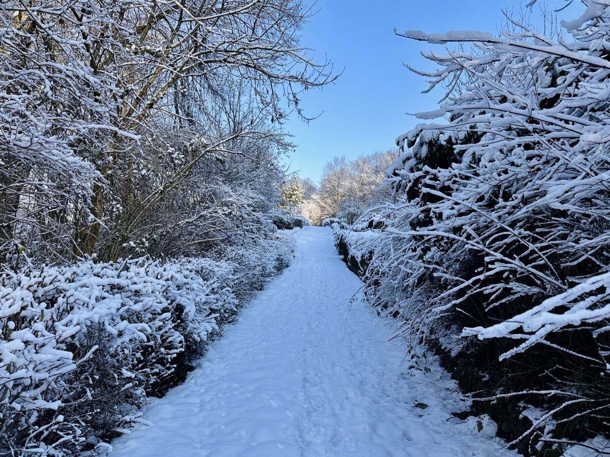 Winterlicher Fußweg durch den Verein Schneebedeckter Fußweg zwischen Bäumen im Kleingärtnerverein Westerbusch