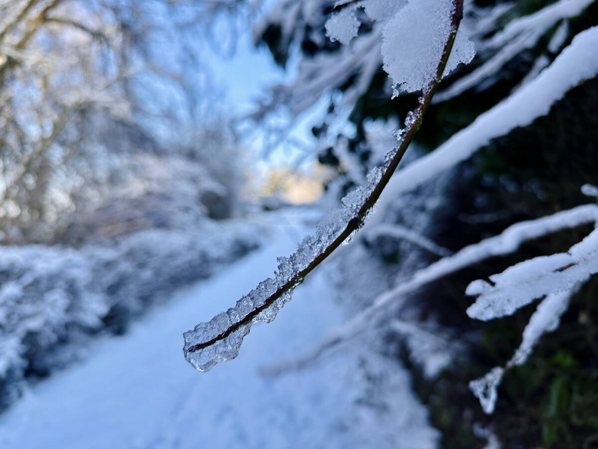 Schneebedeckte Zweige am Gartenweg Nahaufnahme von mit Schnee bedeckten Zweigen entlang eines Weges im Kleingärtnerverein Westerbusch